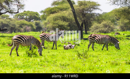 Wild Zebras in Tarangire Nationalpark. Tansania. Stockfoto