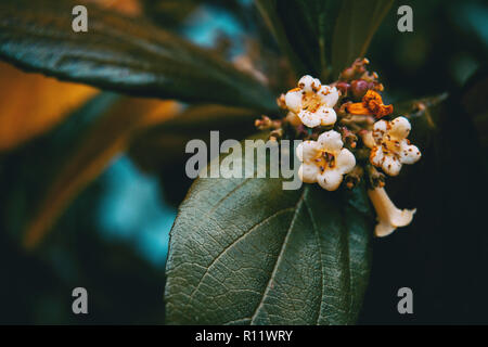 In der Nähe von kleinen weißen Blüten der Viburnum tinus in der Natur Stockfoto