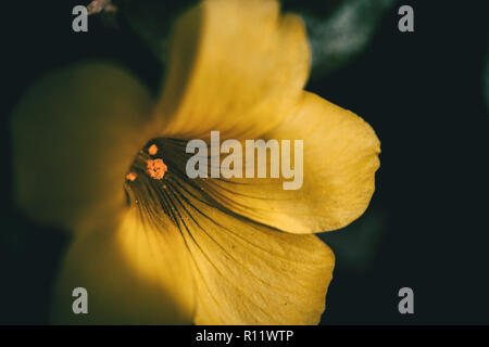 Makro von gelben oxalis Blumen in der Natur Stockfoto