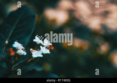 In der Nähe von kleinen weißen Blüten der Viburnum tinus in der Natur Stockfoto