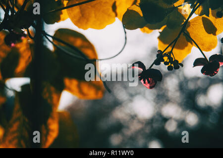 Close-up Silhouette bei Sonnenuntergang von einer Blume von Akebia quinata Stockfoto