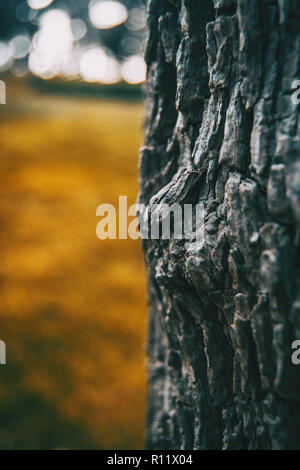 Detail der Rinde eines Baumes in der Natur Stockfoto