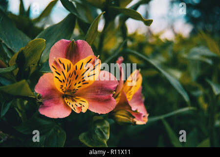 Nahaufnahme einer gelb und rosa Blume von Alstroemeria aurea. Stockfoto