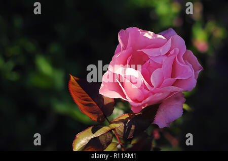 Eine Blume einer rosa Rose gegen dunkelgrünen Hintergrund Gras im Garten an einem warmen Sommerabend Stockfoto