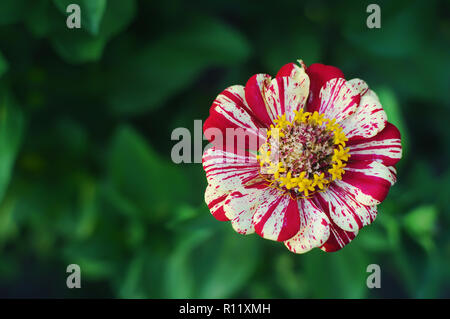 Single wihite und rot gestreiften zinnia Blume in der lebendige Garten an einem warmen Sommerabend gegen einen üppigen grünen verschwommenen Hintergrund Stockfoto