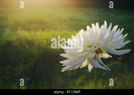 Einzelne weiße Dahlie Blume in der lebendige Garten an einem warmen Sommerabend vor einem grünen Hintergrund verschwommen und gelbe Sonnenstrahlen Stockfoto