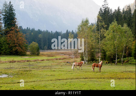 Pferde im Feld Stockfoto