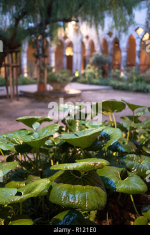 Die herrliche open air Kloster neben der Kirche von San Francesco/Chiostro di San Francesco im Stadtzentrum von Sorrent auf die Amalfi Küste. Stockfoto