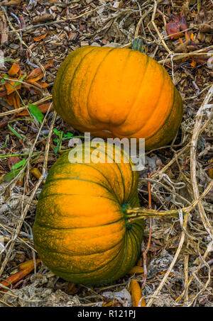 Zwei grosse Orange mit ein wenig grün Halloween Kürbisse in einer organischen Garten angebaut Stockfoto