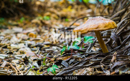 Braun rund Pilz im Wald mit Hackschnitzel auf dem Boden Natur Wald Hintergrund Stockfoto