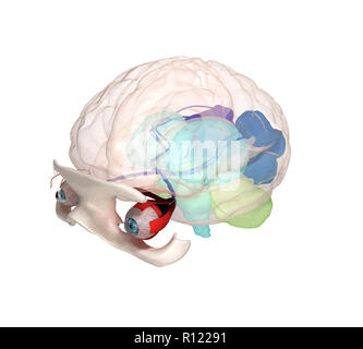 Auge Anatomie und Struktur, Muskeln, Nerven und Blutgefäße der Augen 3D-Darstellung Stockfoto