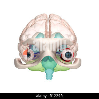 Auge Anatomie und Struktur, Muskeln, Nerven und Blutgefäße der Augen 3D-Darstellung Stockfoto