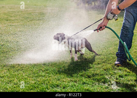 Hund im Garten gewaschen Stockfoto