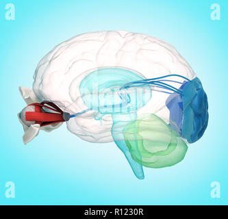 Auge Anatomie und Struktur, Muskeln, Nerven und Blutgefäße der Augen 3d-Abbildung auf Gradienten Stockfoto