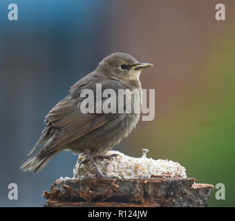 Junge starling Fütterung auf ein Protokoll Stockfoto