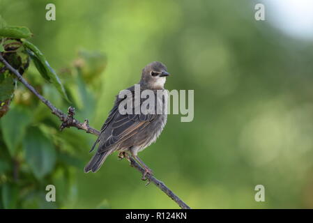 Junge Starling hocken auf einem kleinen Zweig Stockfoto