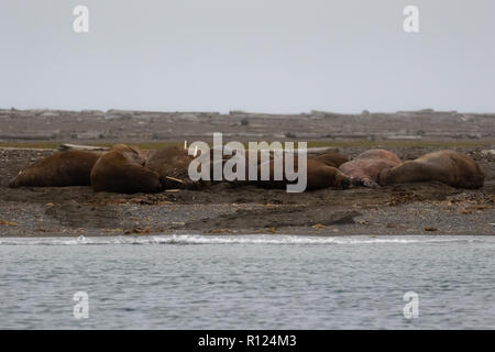 Eine Kolonie von männlichen Walrosse liegt am Ufer am Poolepynten, Prins Karls Forland, Svalbard (Spitzbergen) Stockfoto