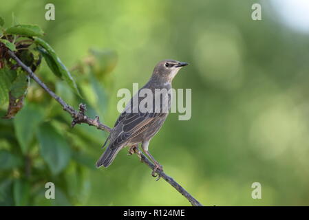 Junge Starling hocken auf einem kleinen Zweig Stockfoto