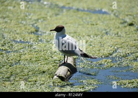 Tern sitzen auf einem Log Stockfoto