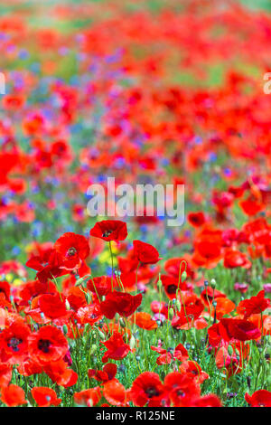 Roter Mohn im Tal über Val d'Orcia in der frühen Morgendämmerung, San Quirico d'Orcia, in der Nähe von Pienza, Toskana, Italien im Mai Stockfoto