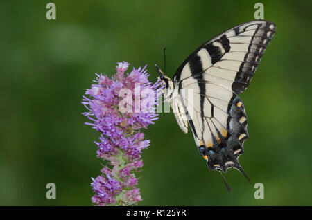 Östlicher Tigerschwanzschwanz, Pterourus glaucus, auf dem strahlenden Stern, Liatris sp. Stockfoto