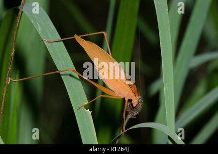 Orangefarbene runde - vorangegangen Amblycorypha Katydid, sp. Stockfoto