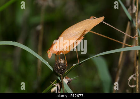 Orangefarbene runde - vorangegangen Amblycorypha Katydid, sp. Stockfoto