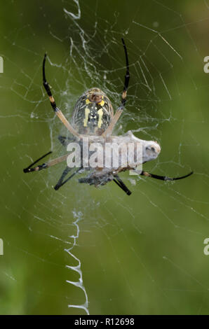 Schwarz und Gelb Argiope, Argiope aurantia, Fütterung auf erfasste Beute Stockfoto