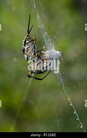 Schwarz und Gelb Argiope, Argiope aurantia, Fütterung auf erfasste Beute Stockfoto