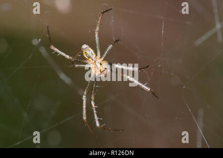 Basilika, Orbweaver Mecynogea lemniscata, männlich Stockfoto