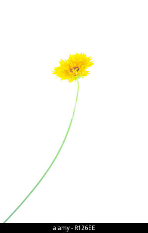 Single Coreopsis Blume und Stammzellen gegen einen hellen weißen Hintergrund Stockfoto