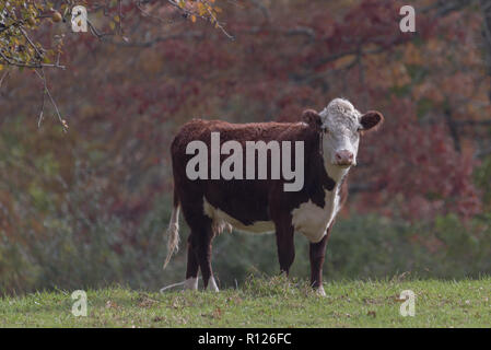 Hereford Kuh in native Woodland bio Weide, New England im Herbst mit farbigem Laub im Hintergrund Stockfoto