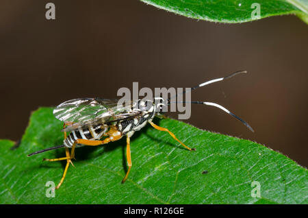 Ichneumon Wasp, Cryptanura banchiformis, Weiblich Stockfoto