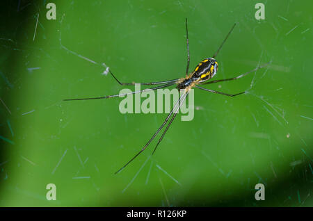 Sheetweb Spinne, Unterfamilie Linyphiinae Stockfoto