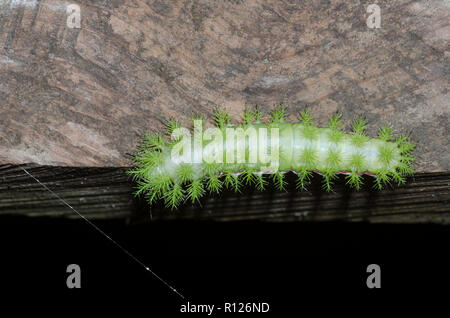 Io-Moth, Automeris io, Caterpillar Stockfoto