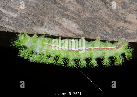 Io-Moth, Automeris io, Caterpillar Stockfoto