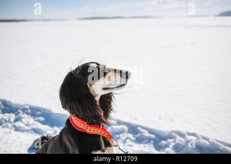 Saluki, Persischer Windhund in Winter Park. Portrait von schöne dunkelhaarige Hund Windhund Rasse an sonnigen Wintertag Stockfoto