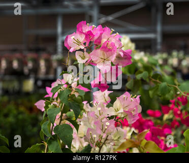 Bunte Hüllblätter und Blumen Bougainvillea auf Verkauf in der Gartenarbeit Abschnitt von Lowe's Home Improvement Store in Florida. Stockfoto