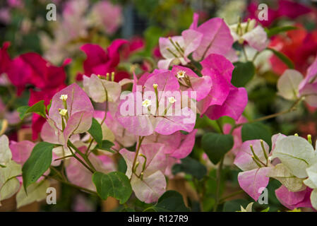 Bunte Hüllblätter und Blumen Bougainvillea auf Verkauf in der Gartenarbeit Abschnitt von Lowe's Home Improvement Store in Florida. Stockfoto