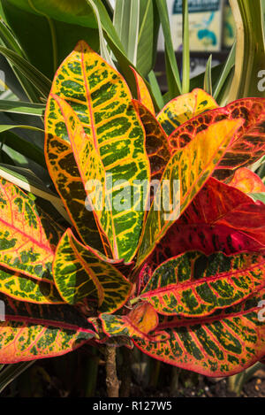 Bunte Blätter der Croton Pflanze im Verkauf bei Lowe's Home Improvement Store. Stockfoto