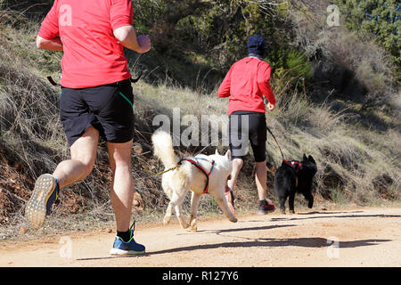 Zwei Männer und ihre Hunde, die an einer beliebten canicross Rennen Stockfoto