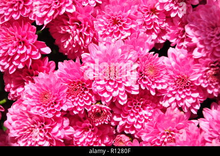 Chrysanthemen pink auf tägliche Sonne, Blume, Blumen, Pflanzen Stockfoto