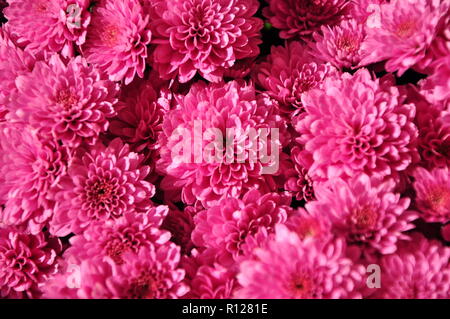 Chrysanthemen pink auf tägliche Sonne, Blume, Blumen, Pflanzen Stockfoto