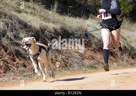 Hund und Frau, die an einer beliebten canicross Rennen Stockfoto