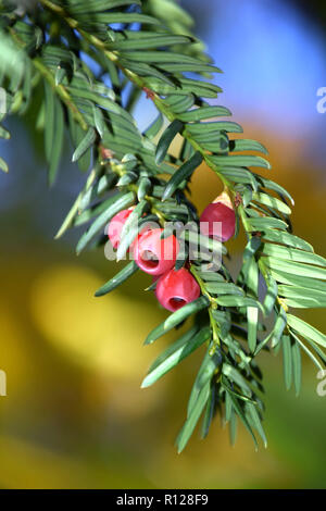 Red eibe Beeren auf Zweige der europäischen Eibe, Taxus whipplei Baum mit spiralförmig angeordneten reife rote Kegel Stockfoto