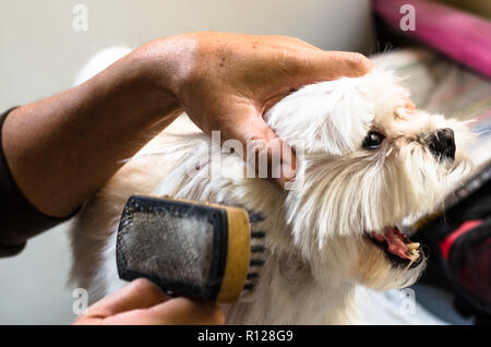 Die Hände eines Mannes, der seine kleine Malteser Hund bürsten. Stockfoto