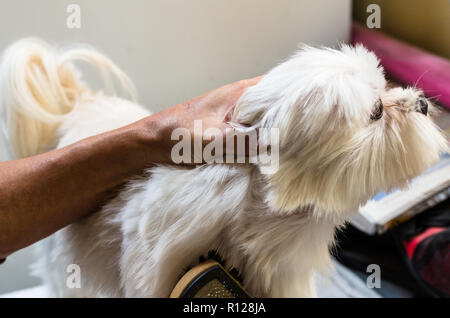 Die Hände eines Mannes, der seine kleine Malteser Hund bürsten. Stockfoto