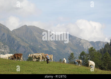 Eine Herde von weißen, grauen und braunen Kühe mit Kuhglocken grasen auf einer grünen Weide während eines sonnigen Sommer in Val d'Otro Tal, in die Alpen, Italien Stockfoto