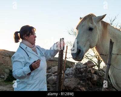 Eine ländliche Tierarzt Frau Durchführung einer ärztlichen Kontrolle auf einem Pferd auf Land Stockfoto