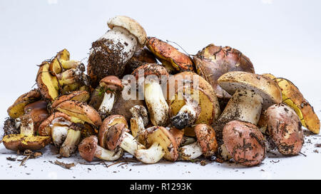 Frische essbare Wald Pilze auf einem weißen Hintergrund, Suillus luteus und Boletus edulis Stockfoto